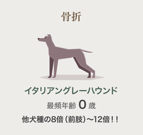 ゴールデン・レトリーバー