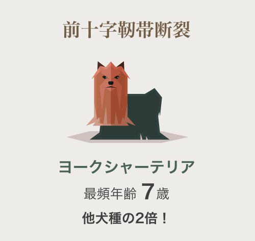 ヨークシャーテリア